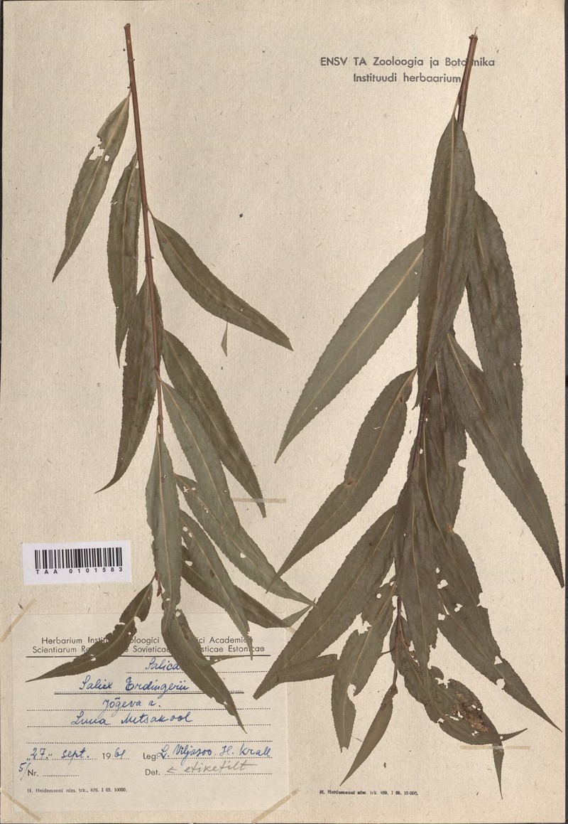 Salix × erdingeri