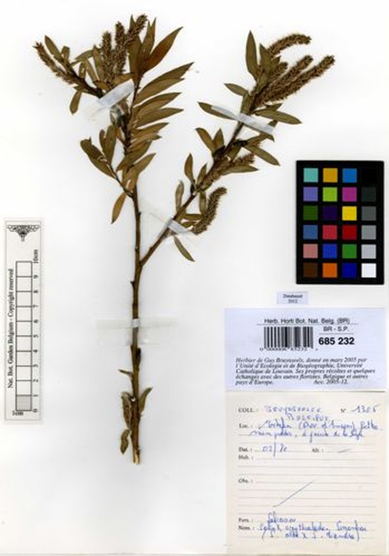 Salix × eriophora
