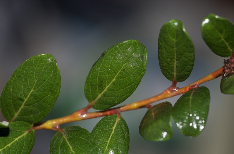 Salix × finnmarchica photo 2