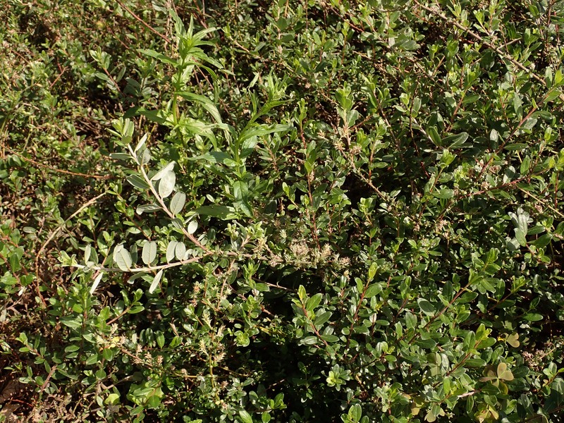 Salix × finnmarchica