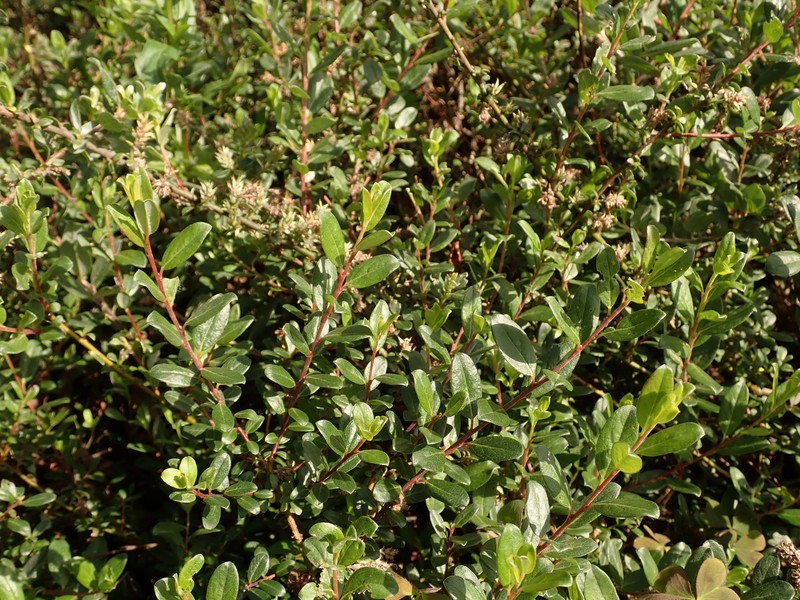 Salix × finnmarchica photo 3