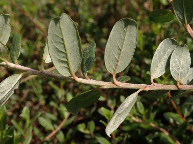 Salix × finnmarchica photo 4