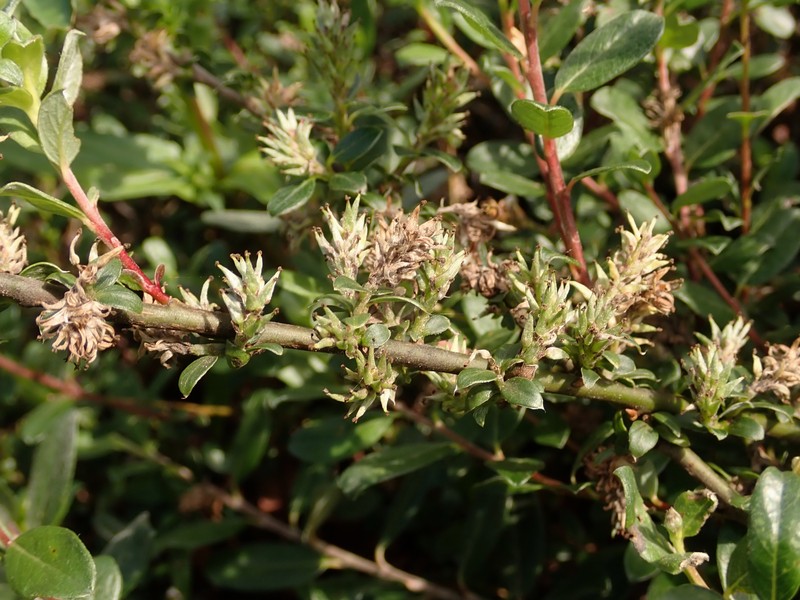 Salix × finnmarchica photo 5