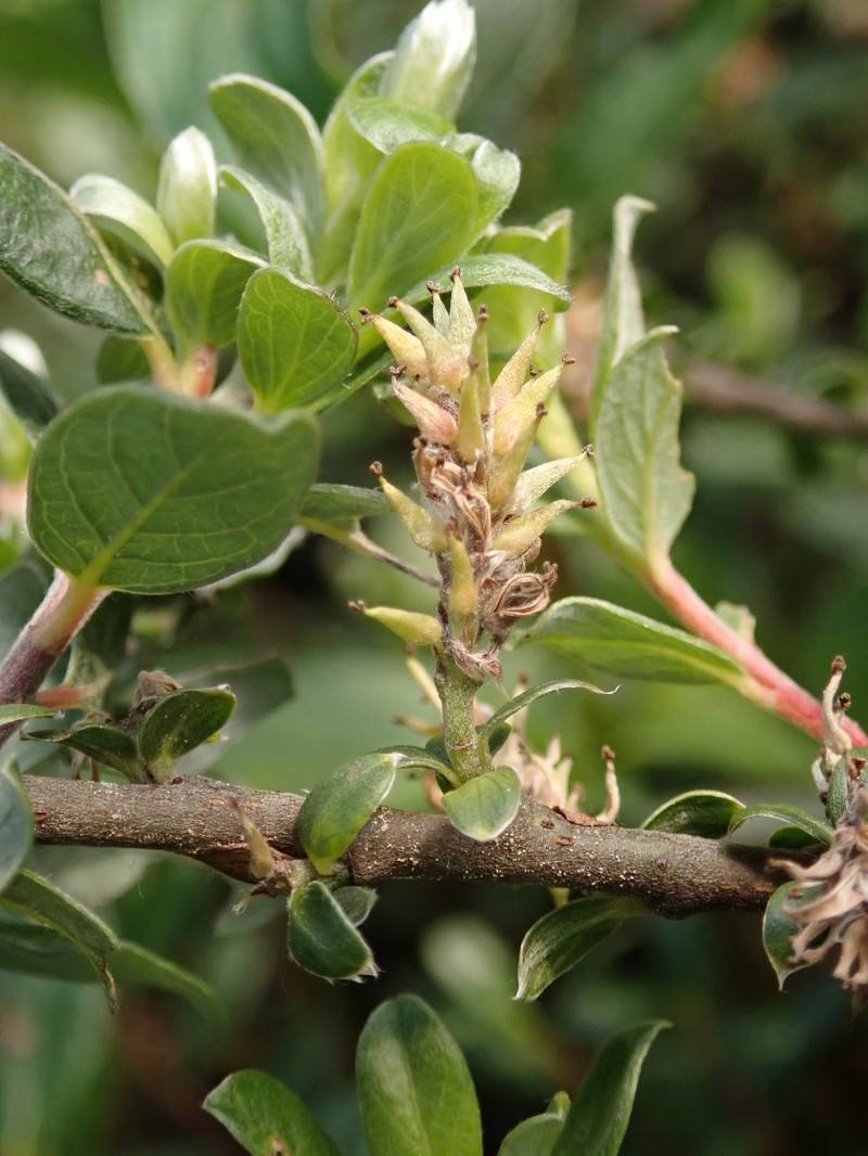 Salix × finnmarchica photo 6