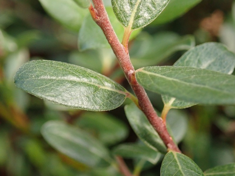 Salix × finnmarchica photo 7