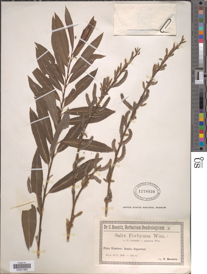 Salix × forbyana