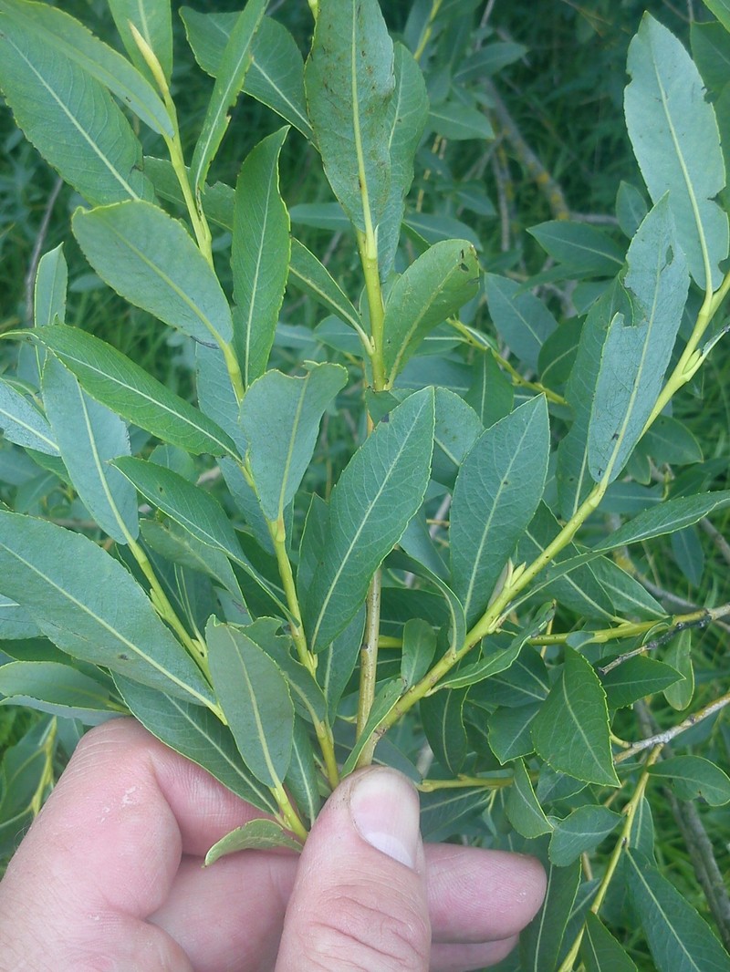 Salix × forbyana photo 2