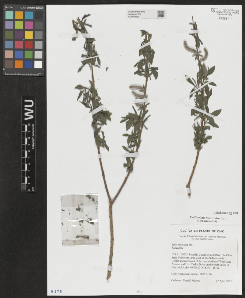 Salix × forbyana photo 4