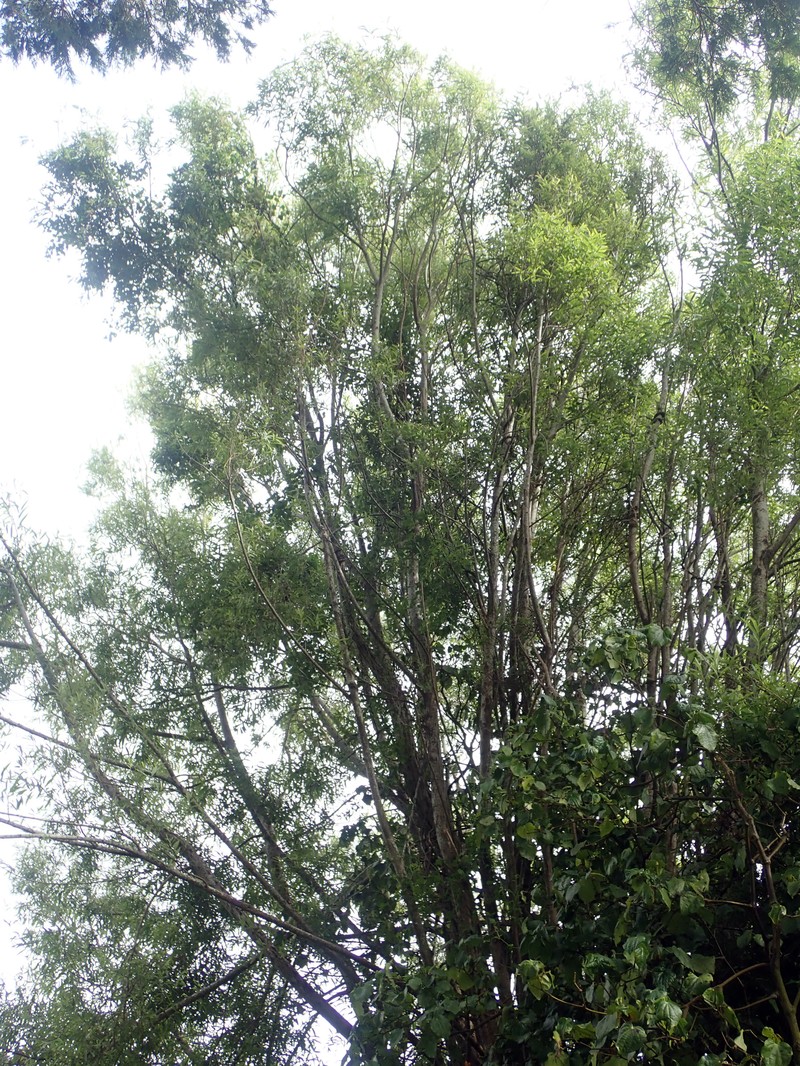 Crack Willow