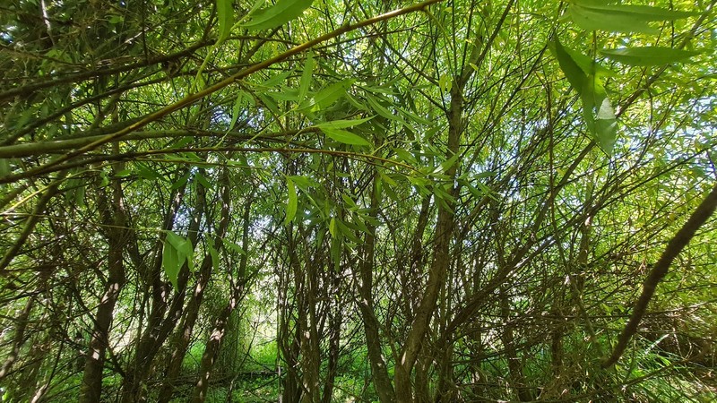Crack Willow photo 2