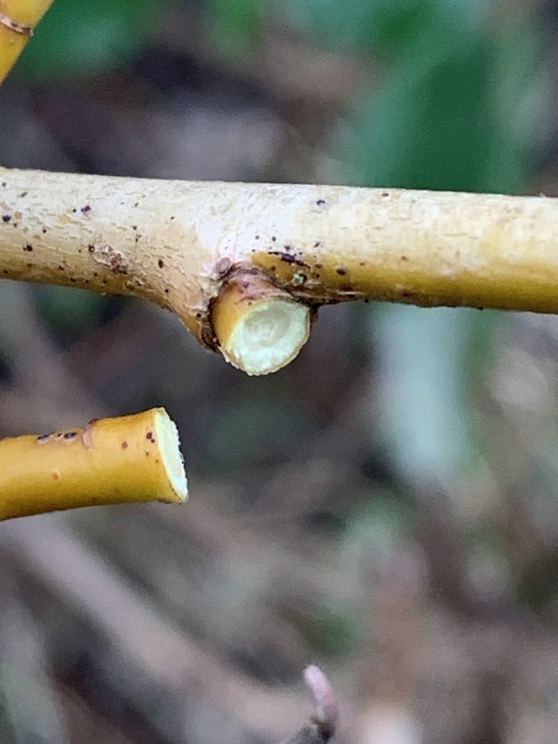 Crack Willow photo 3