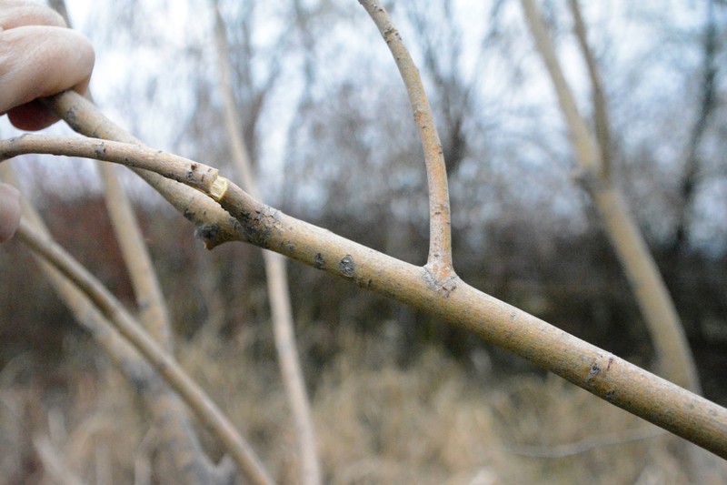 Crack Willow photo 4