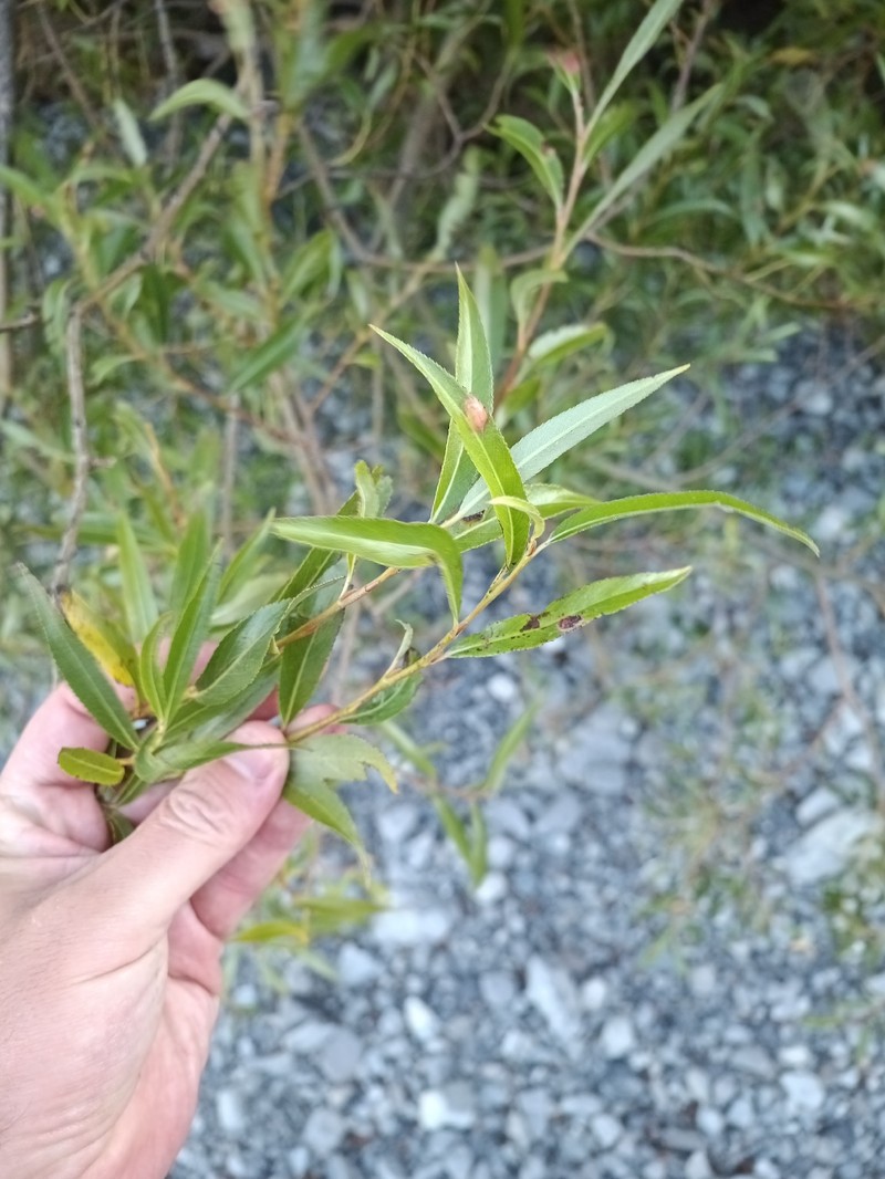 Crack Willow photo 6