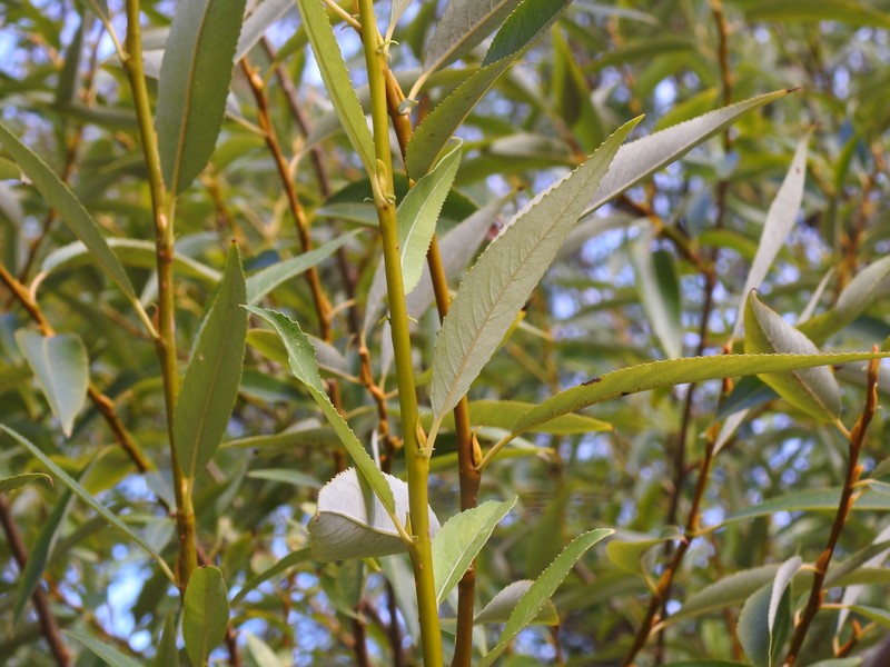 hybrid crack willow