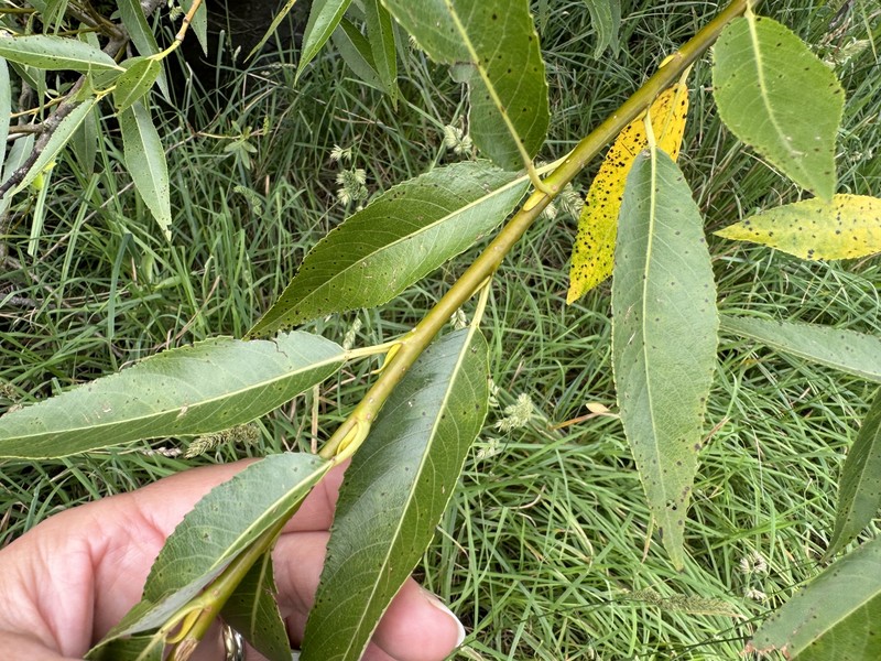 hybrid crack willow photo 2