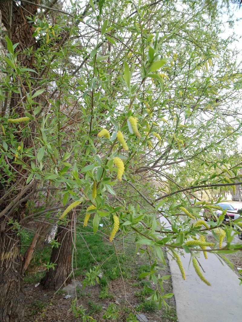 hybrid crack willow photo 3