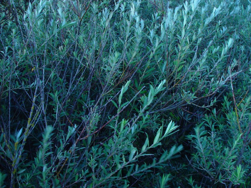 Salix × friesiana