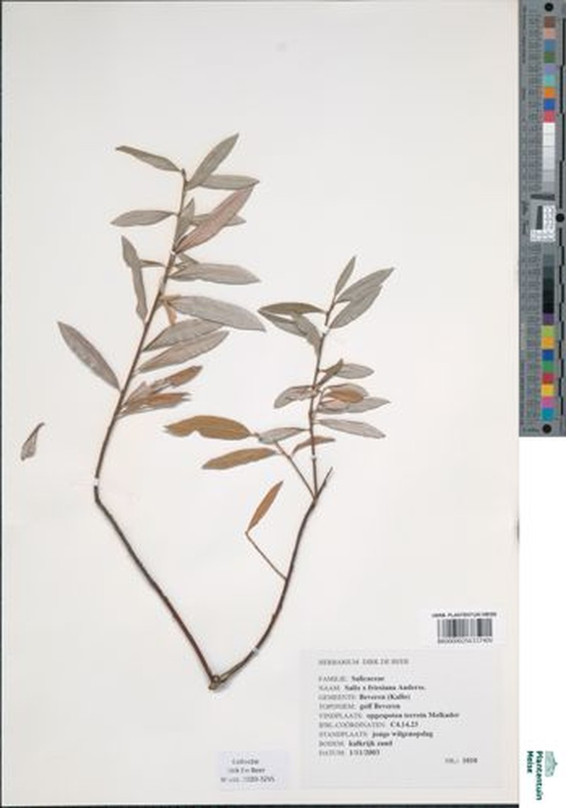 Salix × friesiana photo 2