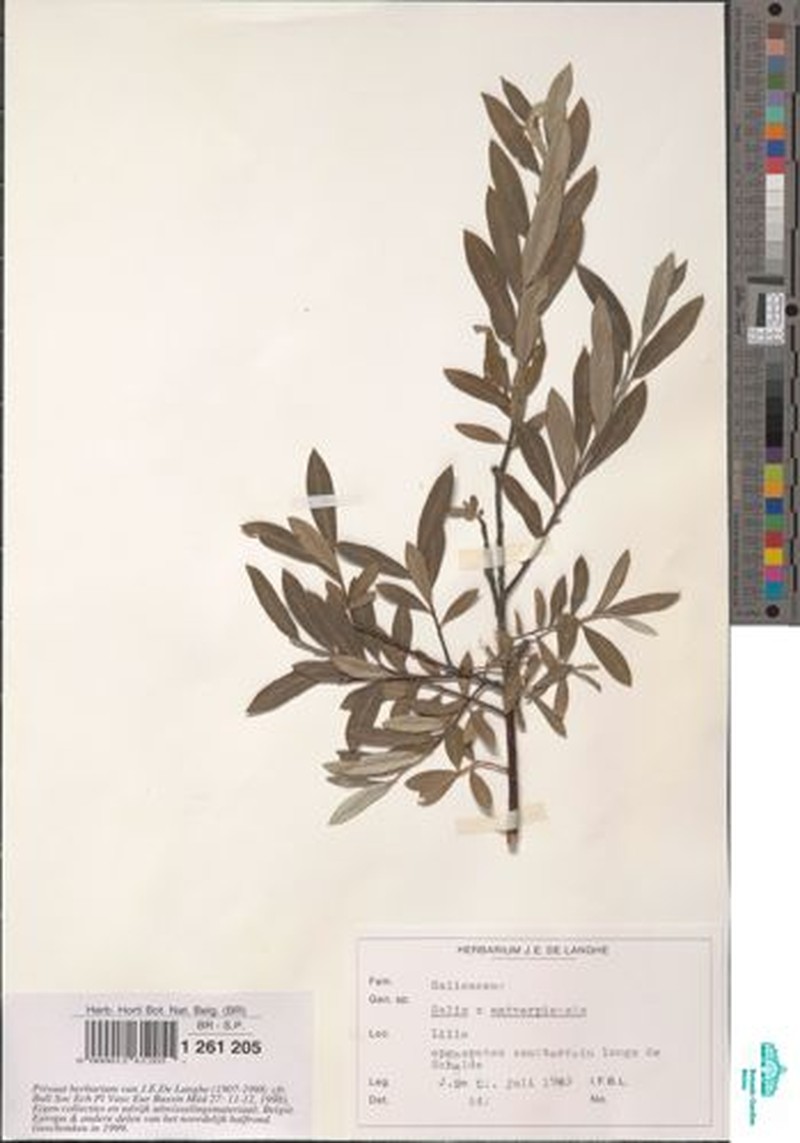 Salix × friesiana photo 3