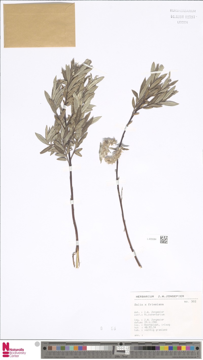 Salix × friesiana photo 4