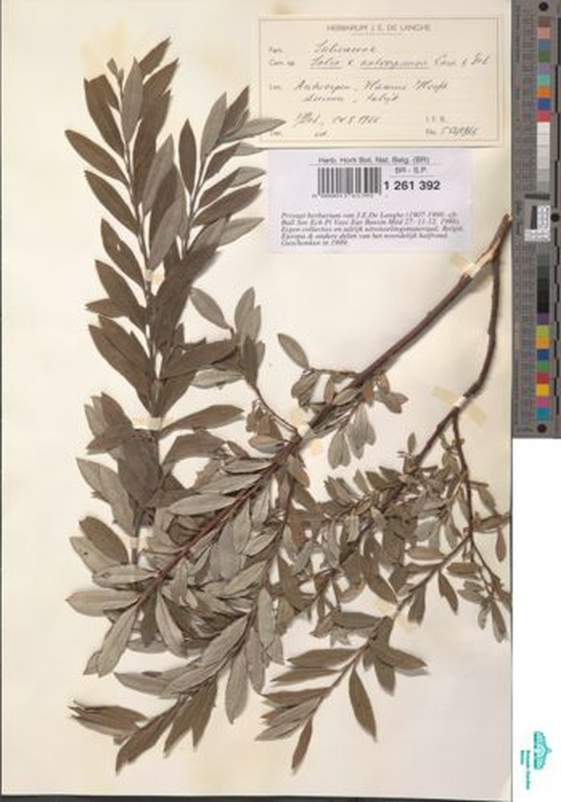 Salix × friesiana nothosubsp. antverpiensis photo 2