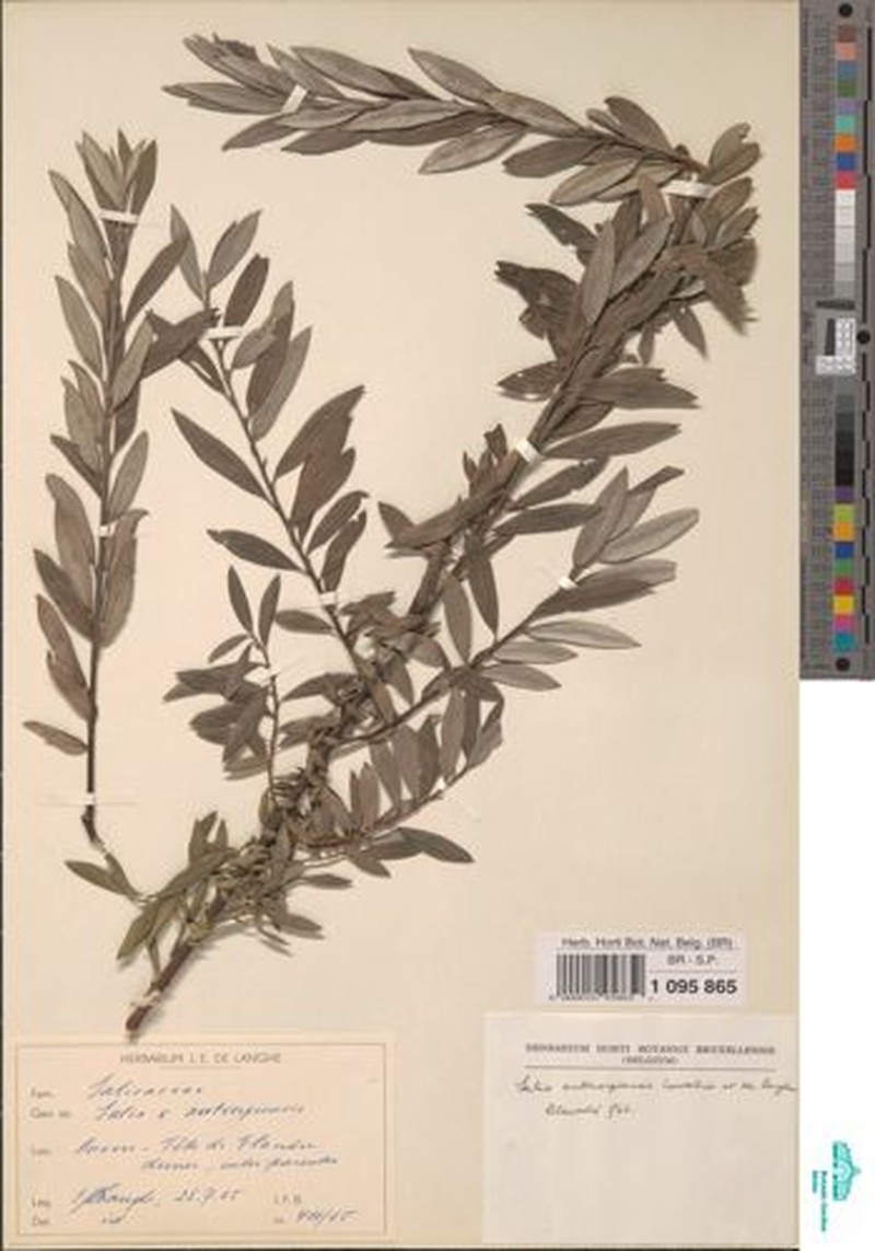 Salix × friesiana nothosubsp. antverpiensis photo 3