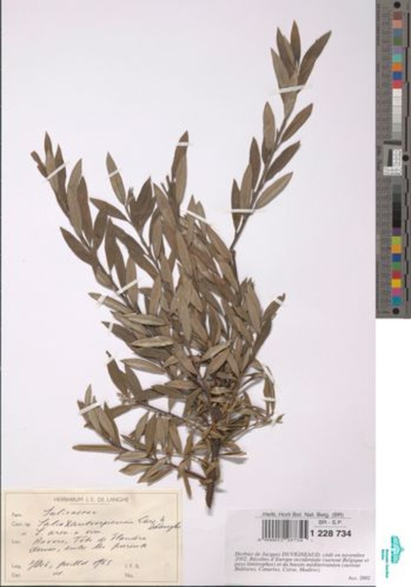 Salix × friesiana nothosubsp. antverpiensis photo 6