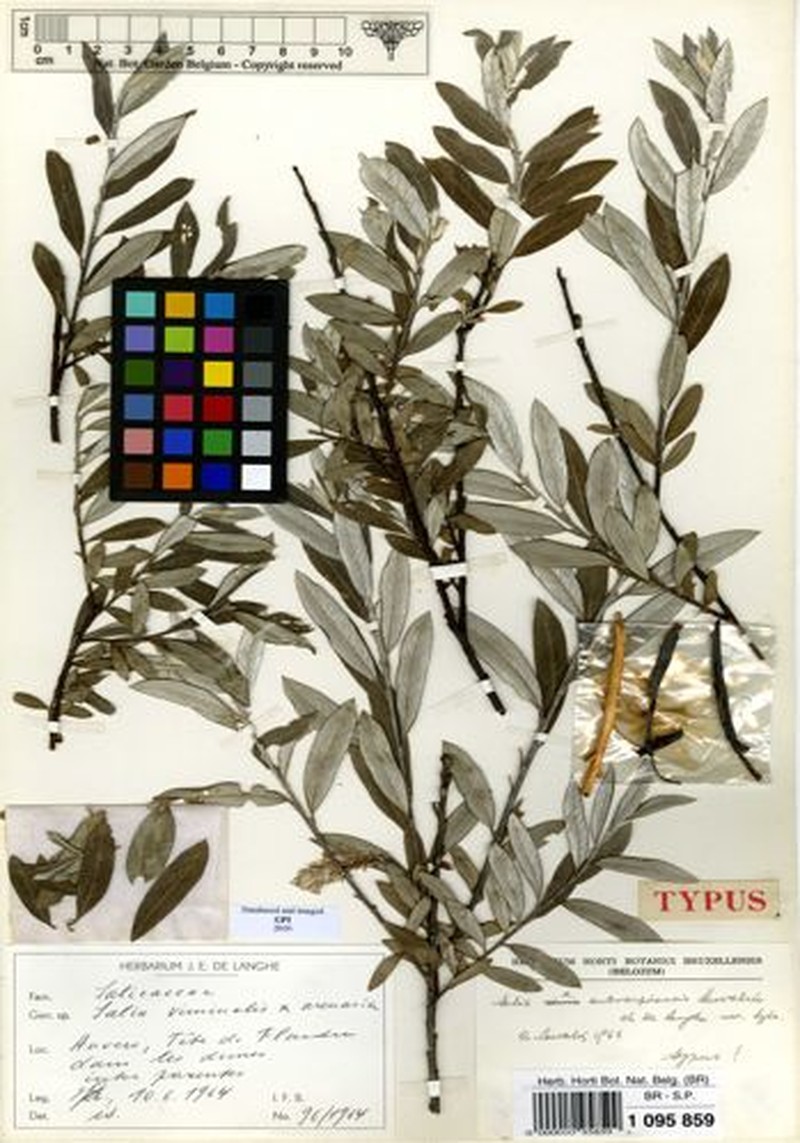 Salix × friesiana nothosubsp. antverpiensis photo 8