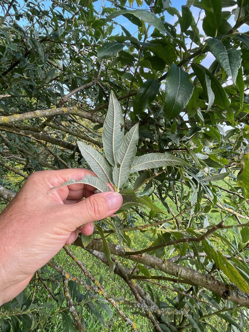 Salix × fruticosa
