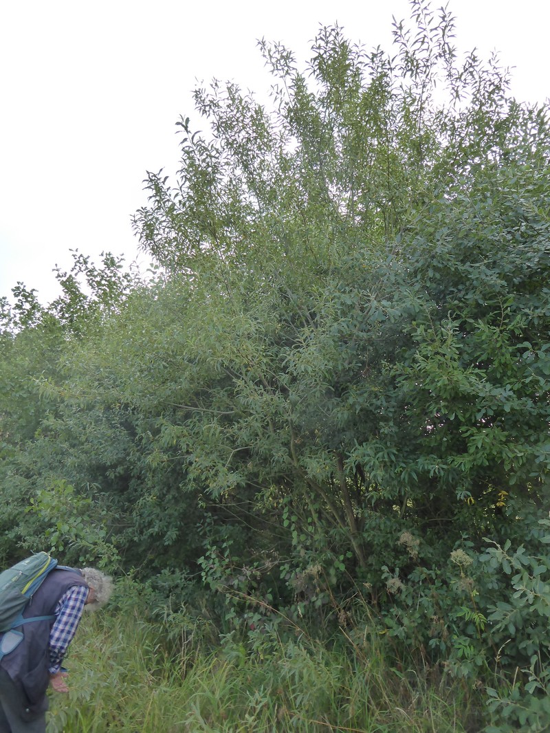 Salix × fruticosa photo 2