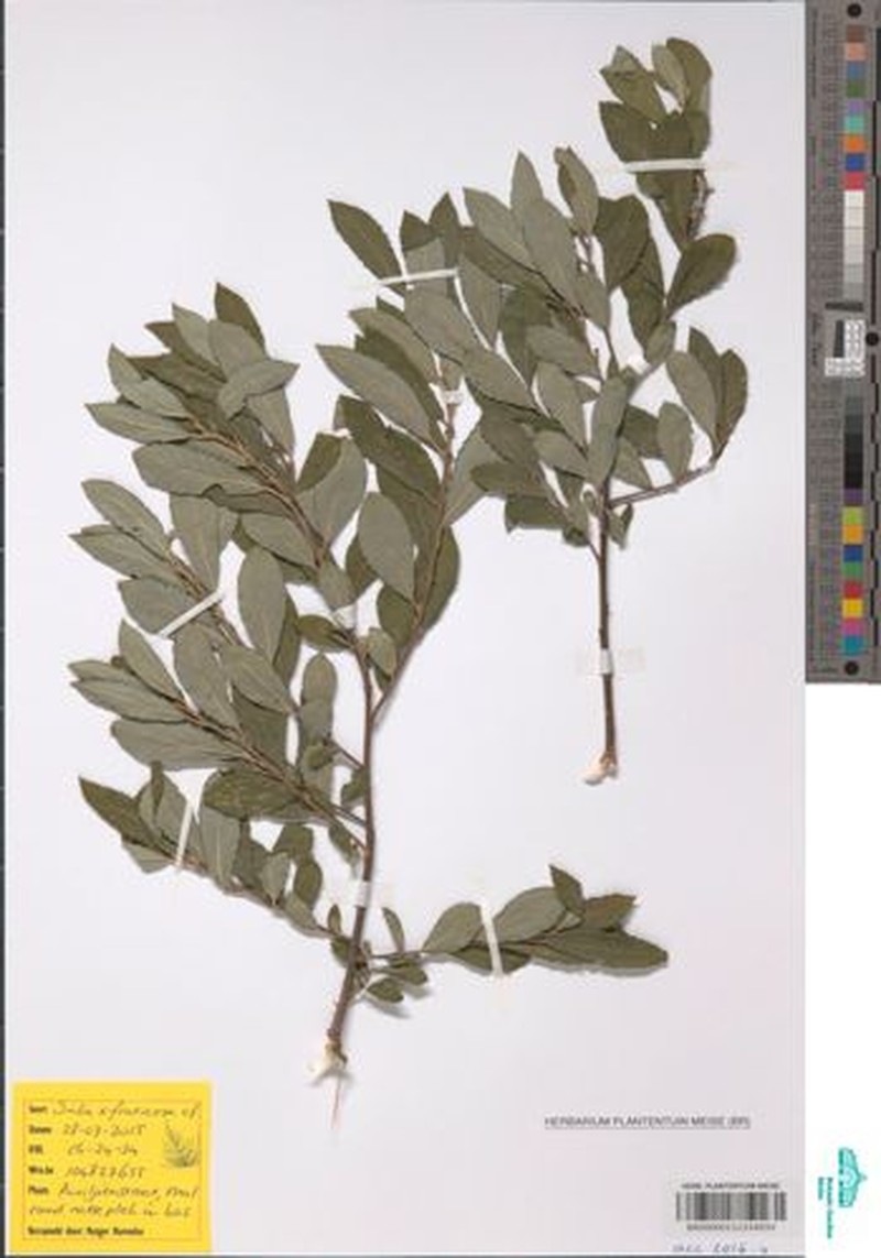 Salix × fruticosa photo 3