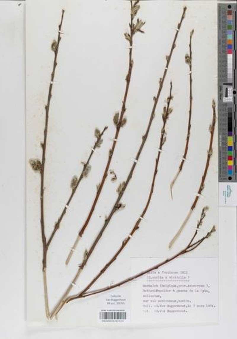 Salix × fruticosa photo 4