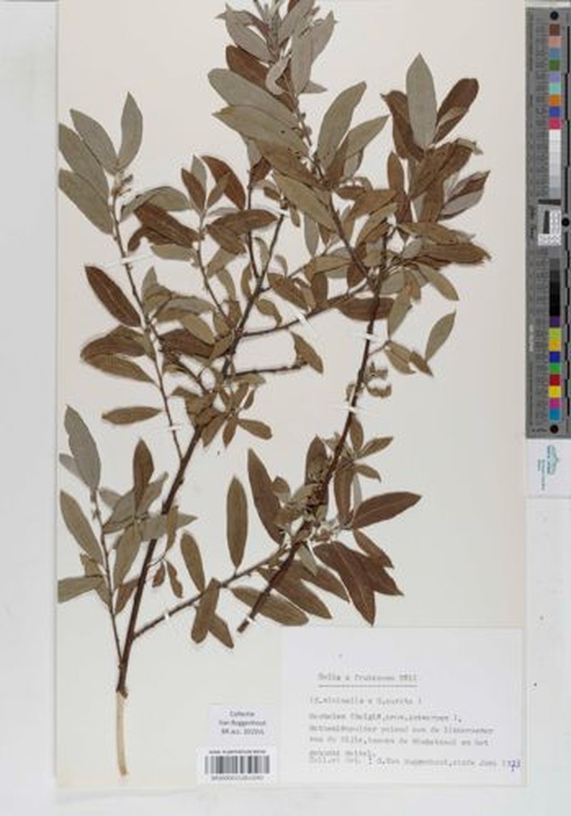 Salix × fruticosa photo 5