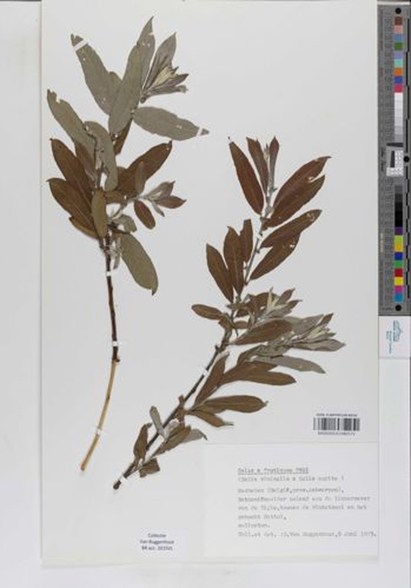 Salix × fruticosa photo 6