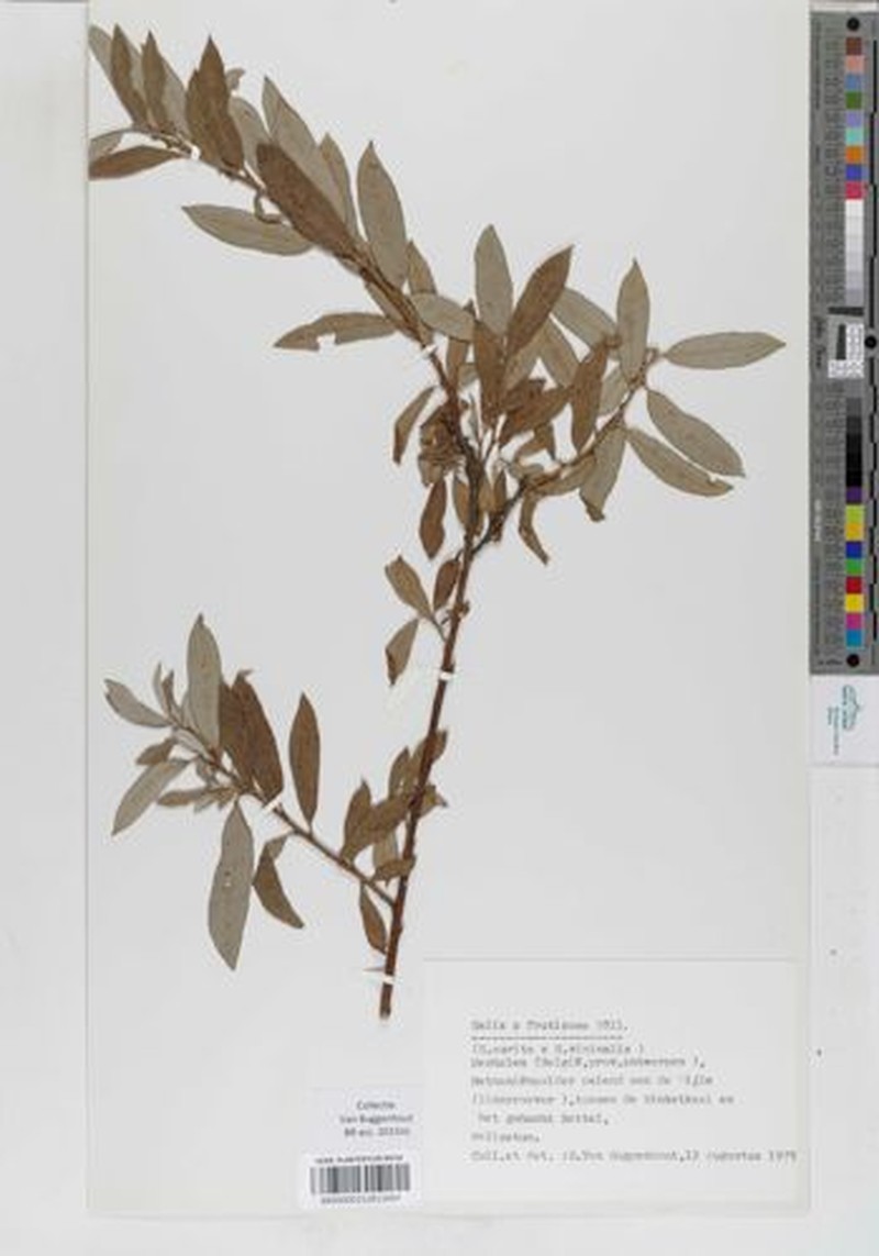 Salix × fruticosa photo 7