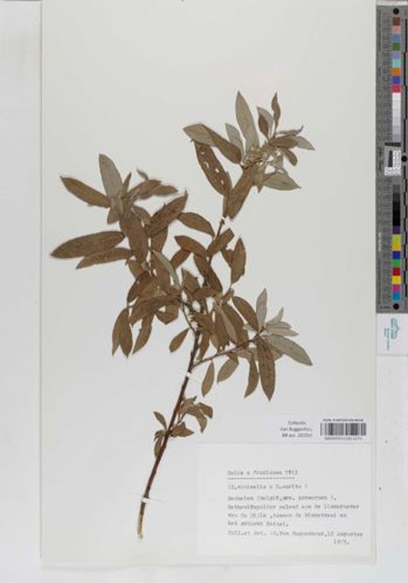 Salix × fruticosa photo 8