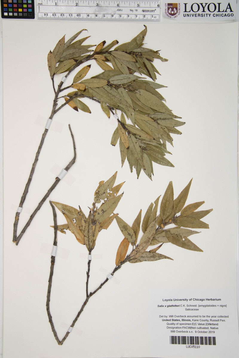 hybrid willow