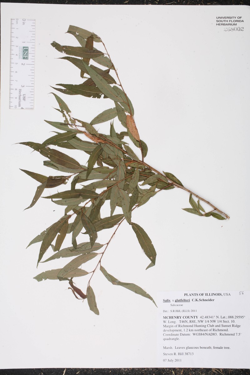 hybrid willow photo 2