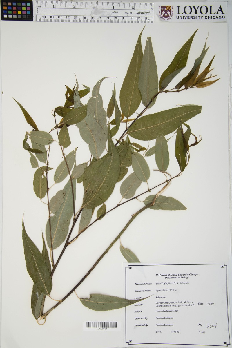 hybrid willow photo 3