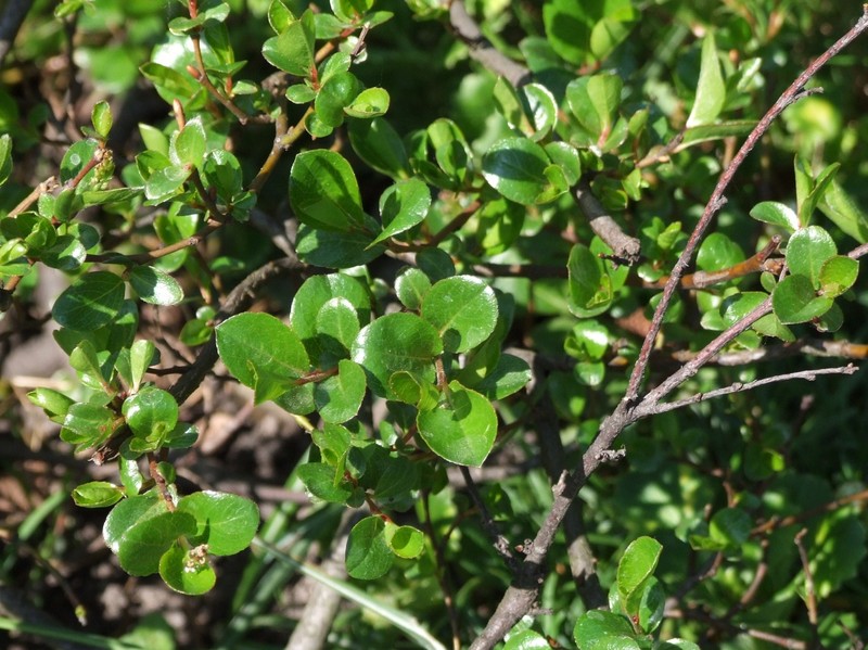 Graham's Willow