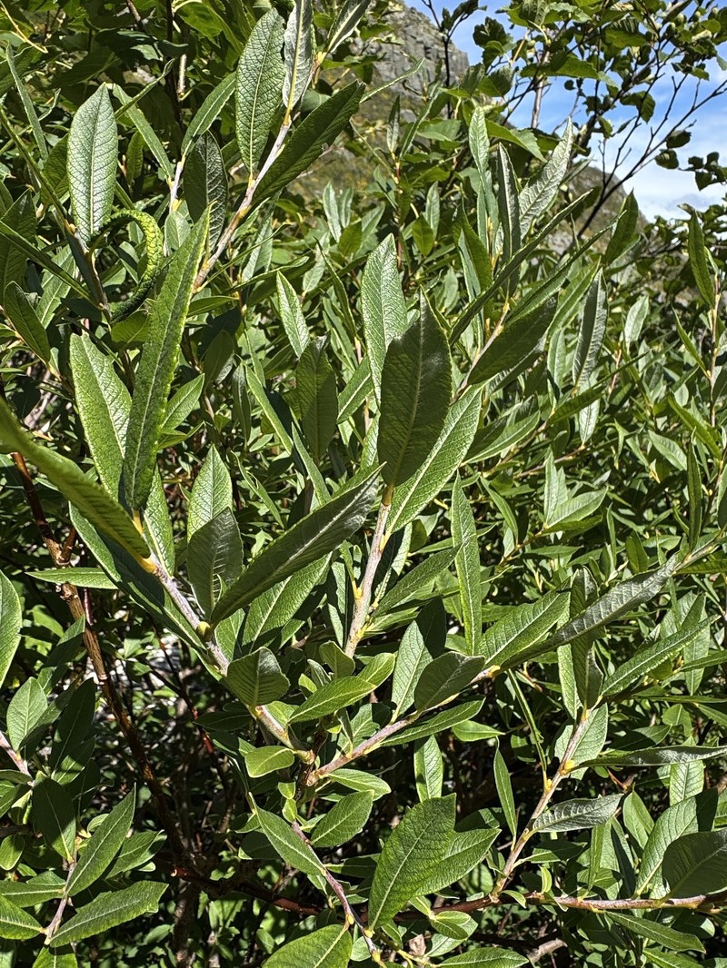 hybrid willow