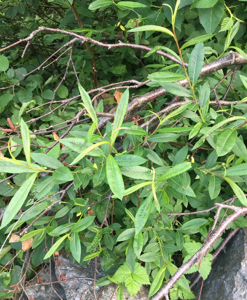 hybrid willow photo 2