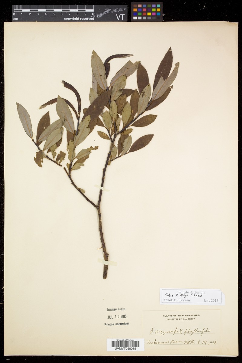 hybrid willow photo 4