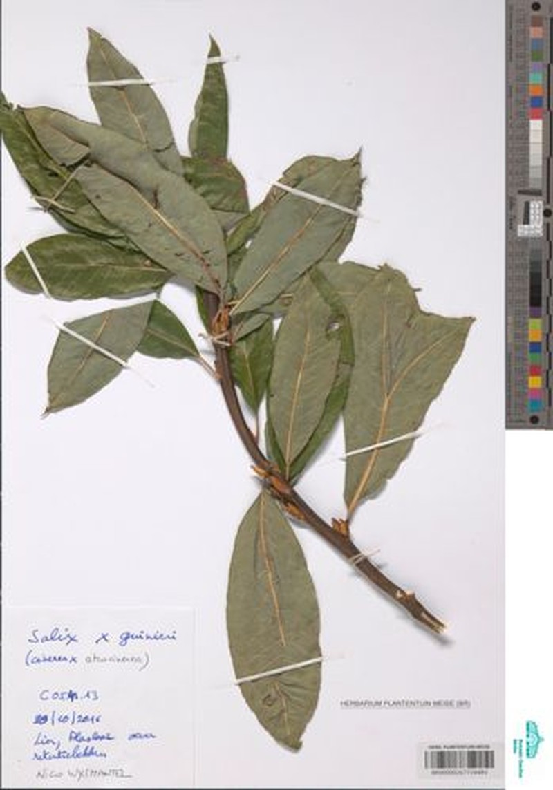 Salix × guinieri photo 2