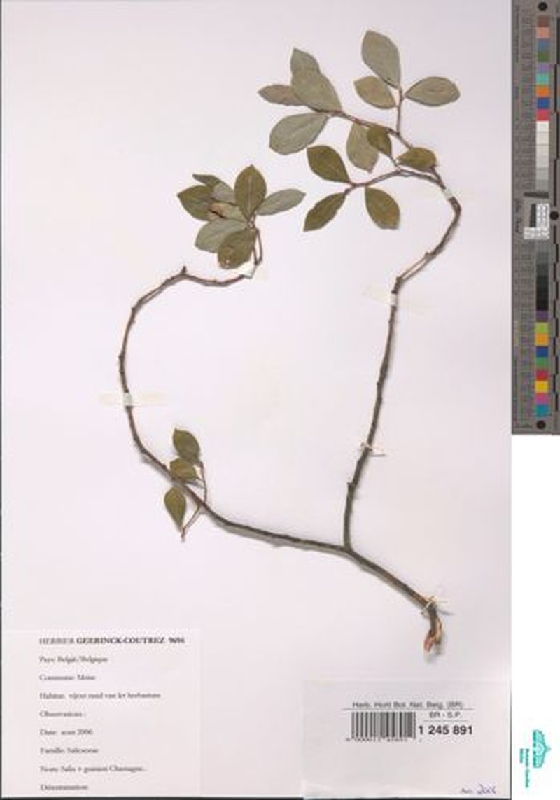 Salix × guinieri photo 3