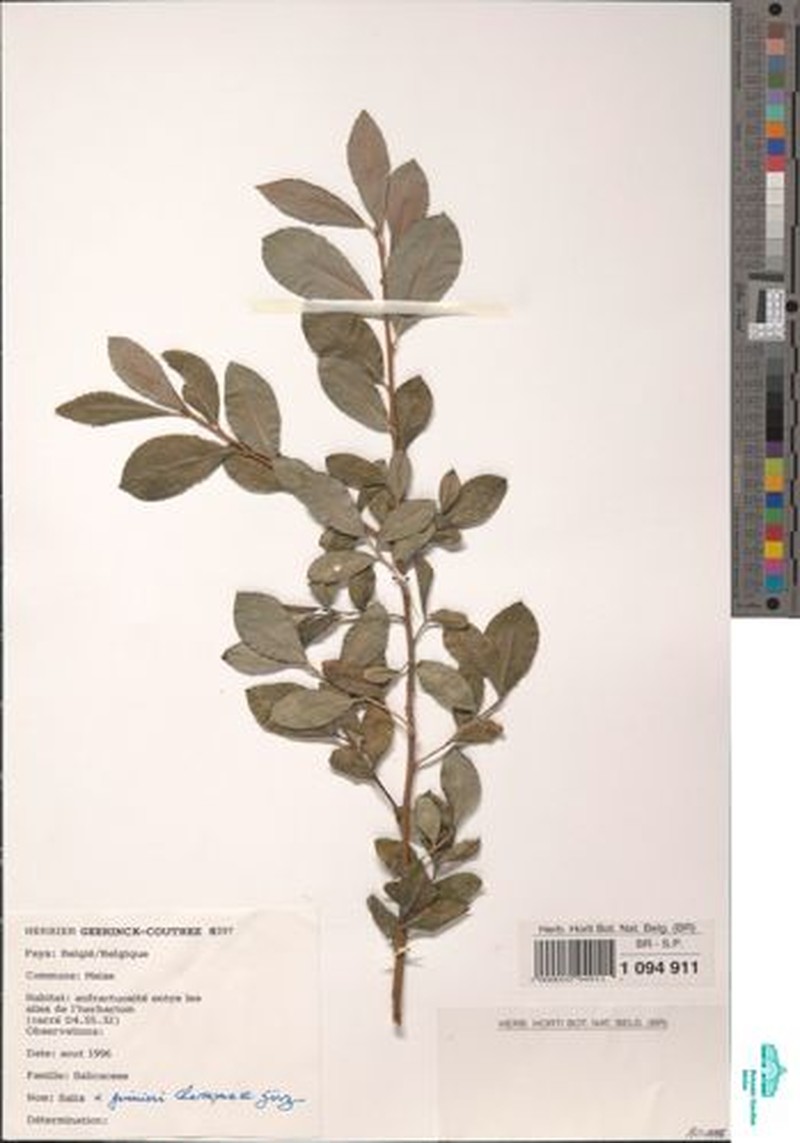 Salix × guinieri photo 4