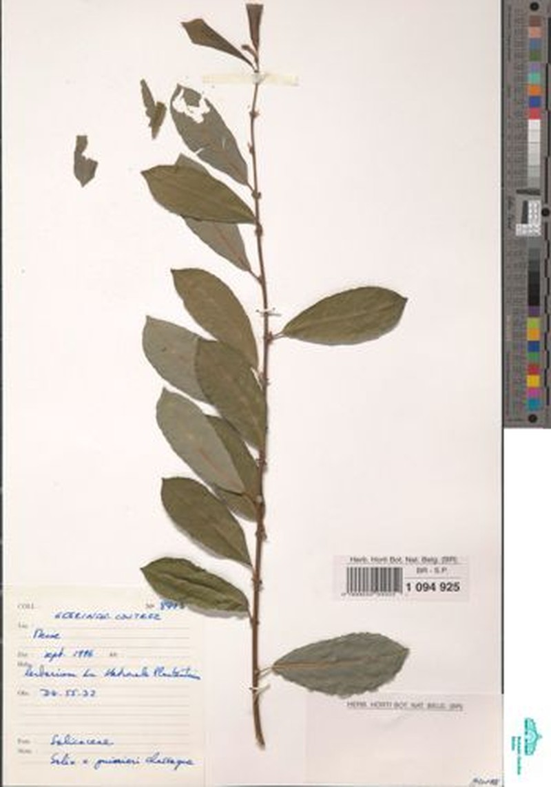 Salix × guinieri photo 5