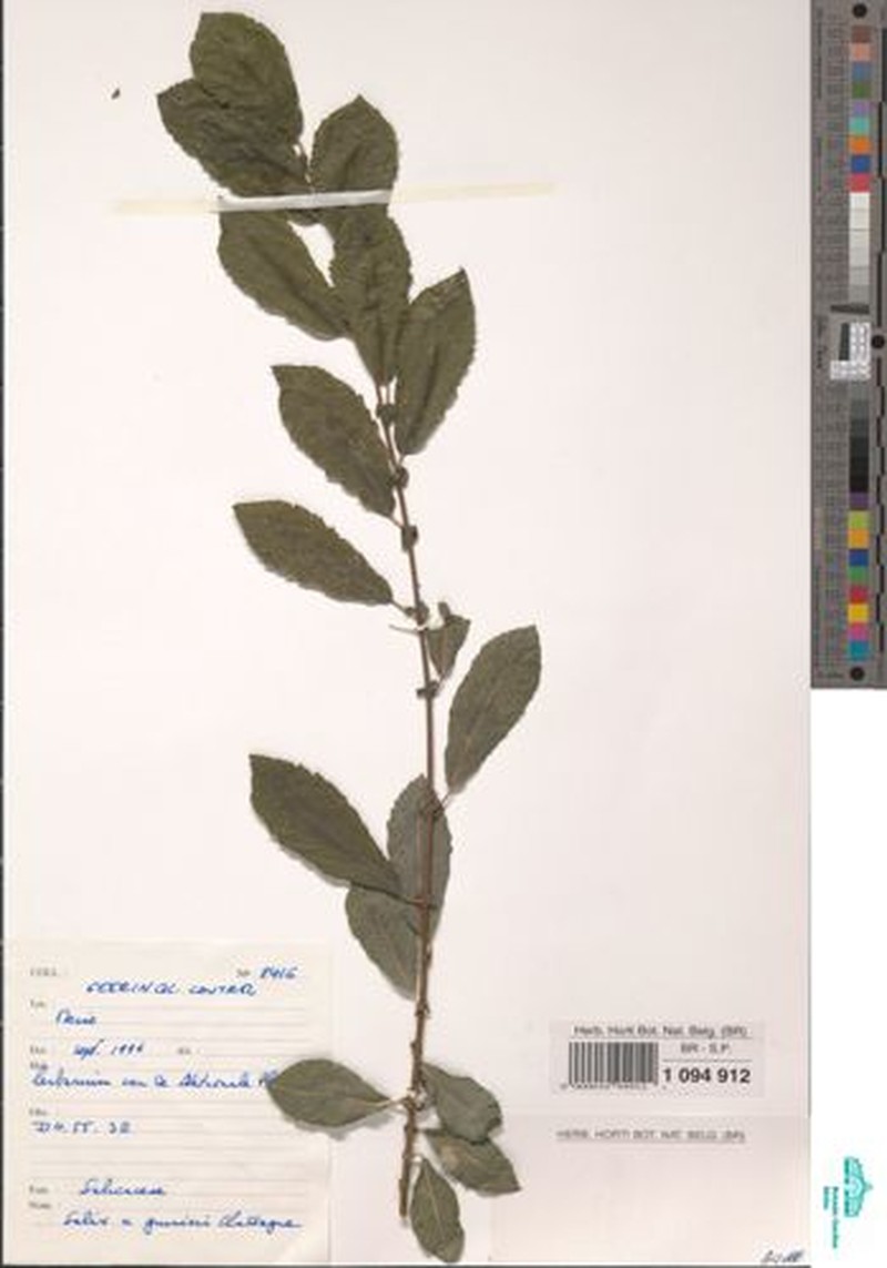 Salix × guinieri photo 6
