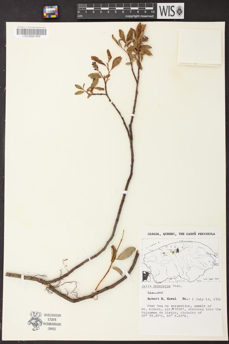 Salix × hebecarpa photo 2