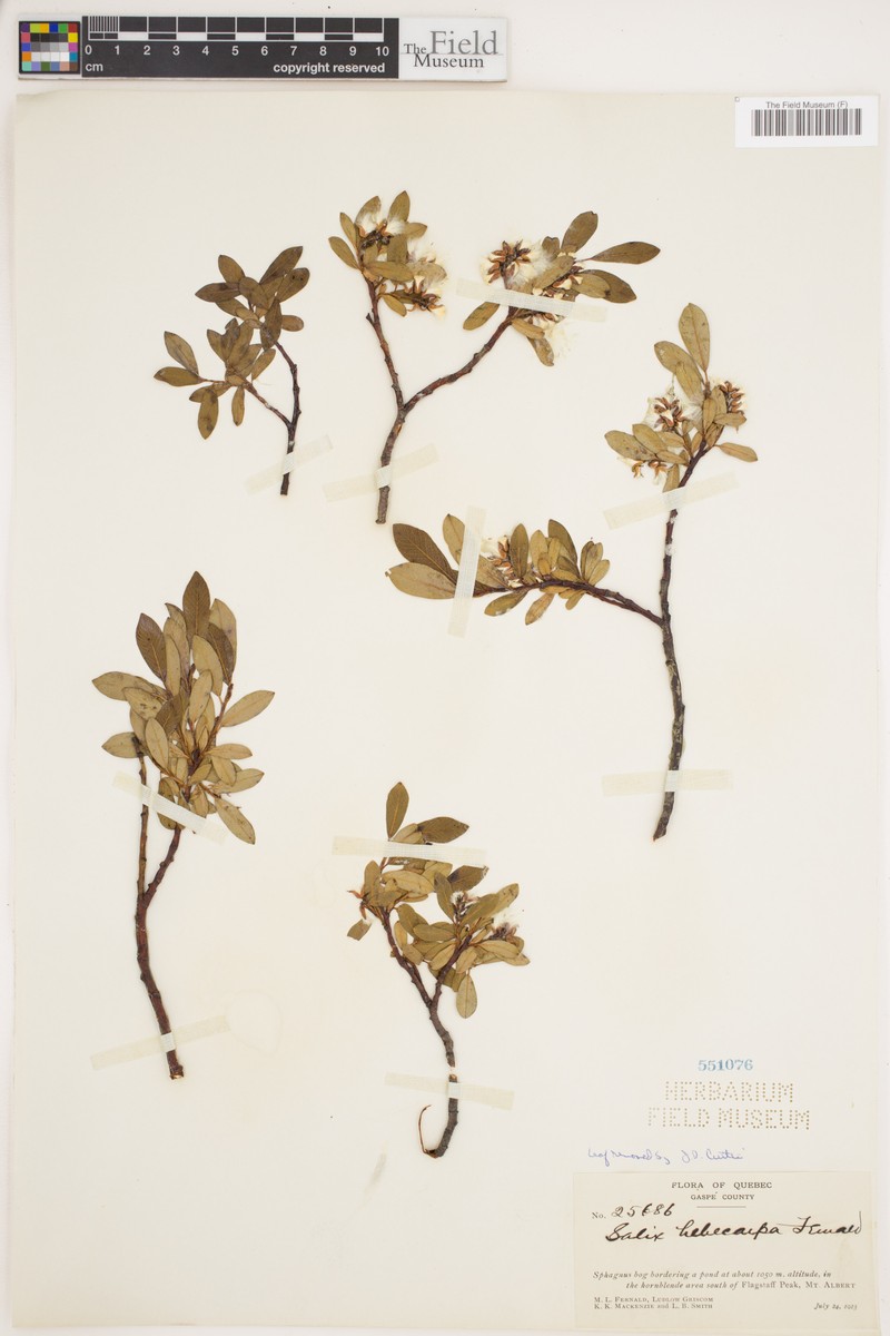 Salix × hebecarpa photo 5